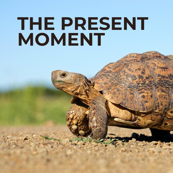 tortoise walking on gravel