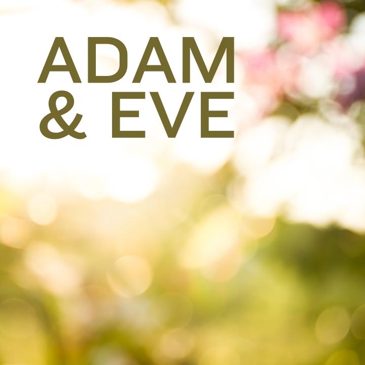 blurry photo of a garden