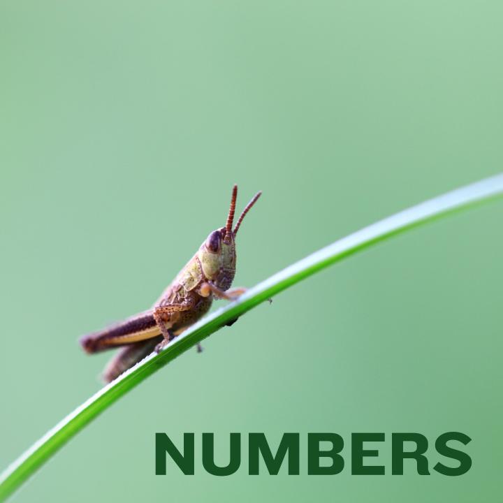 grasshopper sitting on a blade of grass